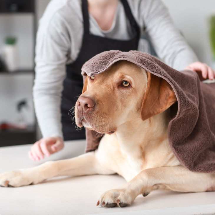 Picture of Introduction to Dog Grooming