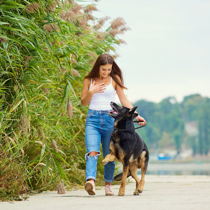 Picture of Dog Behaviour and Training Certificate