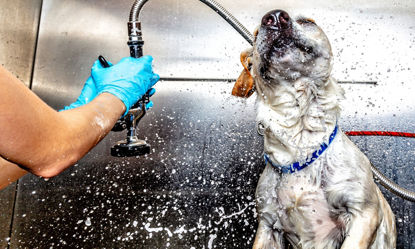 Picture of Professional Dog Grooming Diploma