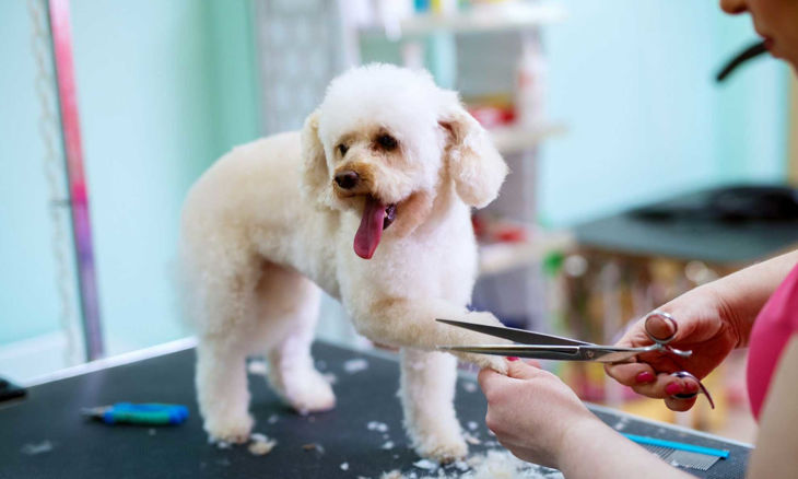 Picture of Dog Groomers Course Bundle (3 Courses)