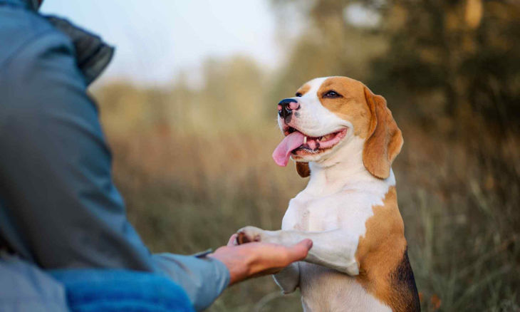 Picture of Dog Training Course Bundle (2 Courses)