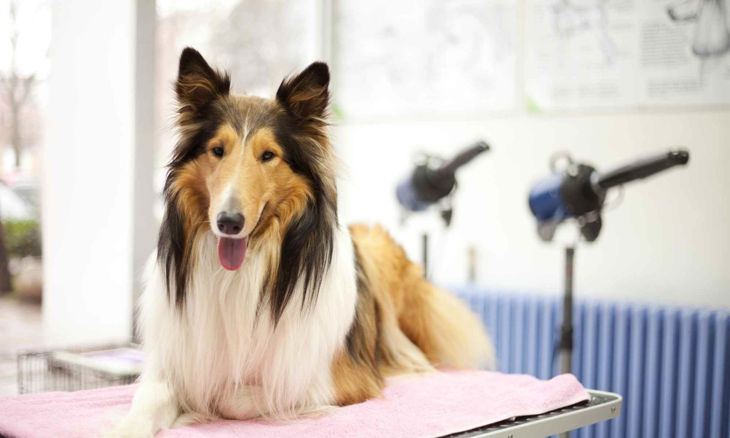 Picture of Professional Dog Grooming & Dog Behaviour Training Bundle