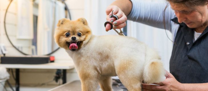 Picture for blog Why Dog Groomers Should Also Be Dog Behaviour Experts