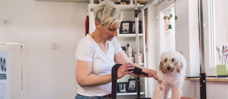 Picture for blog Navigating the Unregulated Dog Grooming Industry: What You Need to Know