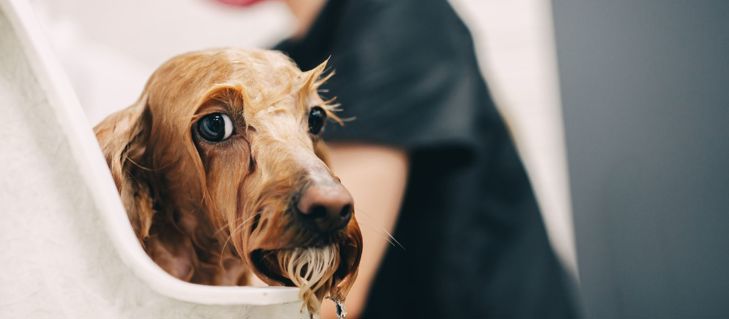 Picture for blog How to Manage a Nervous or Anxious Dog During Grooming: Tips for Groomers