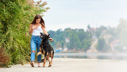 Picture of Dog Behaviour and Training Certificate