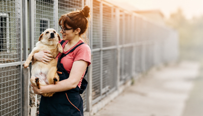 Picture of Dog Training Course Bundle (2 Courses)