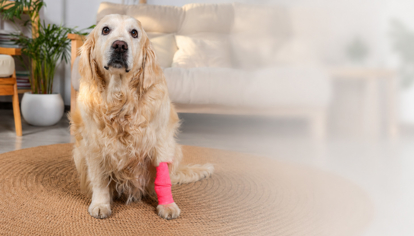 Picture of Pet First Aid Certificate