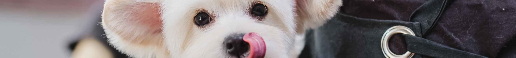 Courses For Pet Grooming