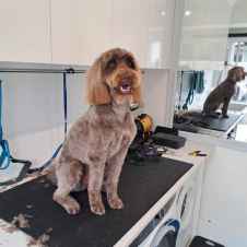 Pet Courses student gallery photo 54