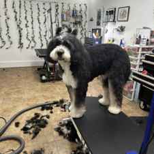 Pet Courses student gallery photo 58