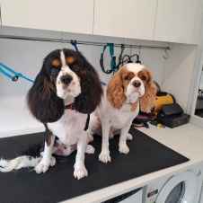 Pet Courses student gallery photo 59