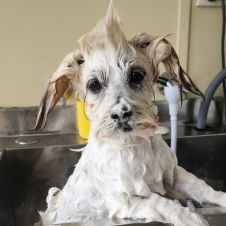 Pet Courses student gallery photo 60