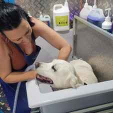 Pet Courses student gallery photo 62