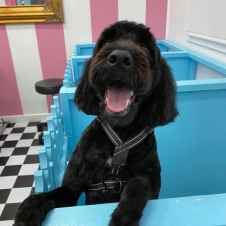 Pet Courses student gallery photo 66
