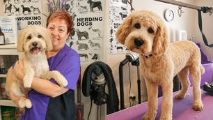 Pet Courses graduate Lisa and her dog grooming business