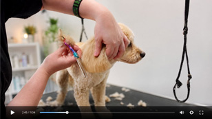 Dog grooming video tutorials