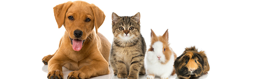 Pet Courses Blog